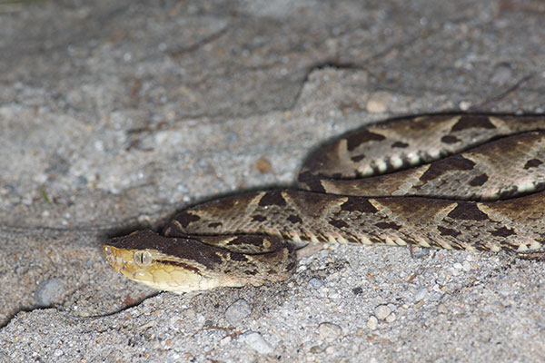 Central American Lancehead (Bothrops asper)