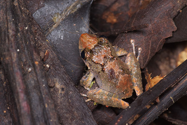 Santa Cecilia Robber Frog (Pristimantis croceoinguinis)