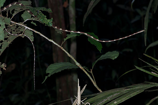 Common Blunt-headed Tree Snake (Imantodes cenchoa)