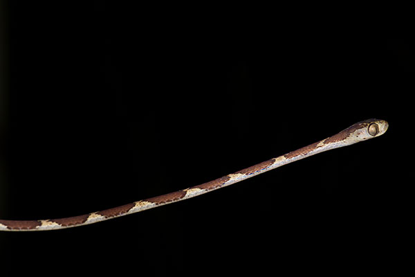 Common Blunt-headed Tree Snake (Imantodes cenchoa)