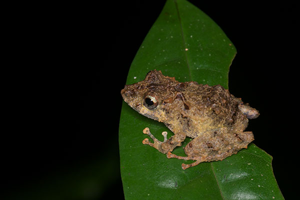 Long-nosed Rain Frog (Pristimantis carvalhoi)