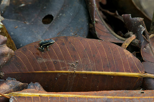 Pale-striped Poison Frog (Ameerega hahneli)