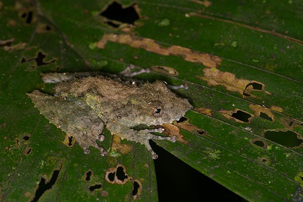 Fringe-lipped Treefrog (Scinax garbei)