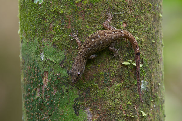 Bridled Forest Gecko (Gonatodes humeralis)