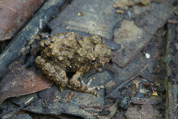 Common Big-headed Rain Frog (Oreobates quixensis)