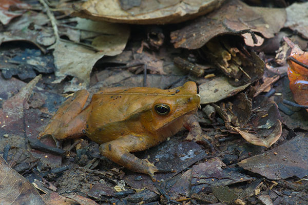 Sharp-nosed Toad (Rhinella dapsilis)