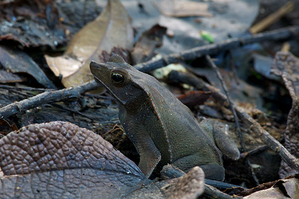 Sharp-nosed Toad (Rhinella dapsilis)