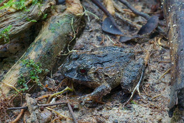 Broad-headed Rain Frog (Strabomantis sulcatus)