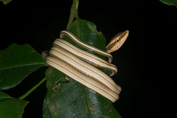 Green-striped Vine Snake (Philodryas argentea)