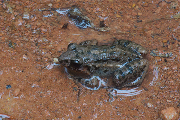 Cocha Chirping Frog (Adenomera andreae)