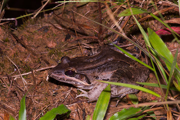 Sharp-nosed Jungle Frog (Leptodactylus bolivianus)