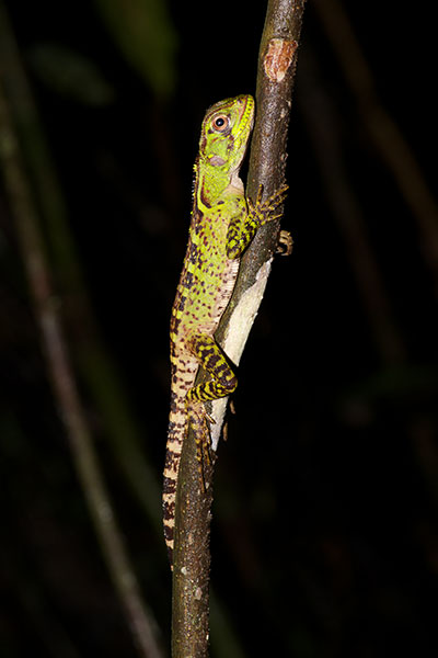 Amazon Forest Dragon (Enyalioides laticeps)