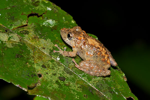 Puerto Almendras Rain Frog (Pristimantis academicus)