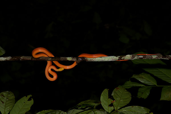 Yellow-headed Calico Snake (Oxyrhopus formosus)