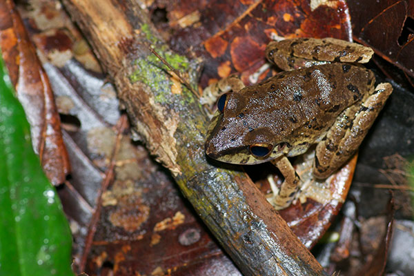 Peruvian Rain Frog (Pristimantis peruvianus)