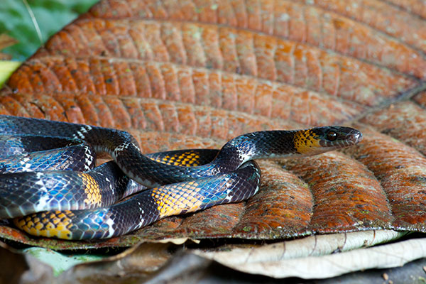 Mimic False Coral Snake (Oxyrhopus vanidicus)