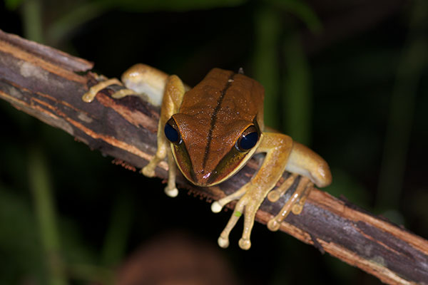 Rocket Treefrog (Boana lanciformis)