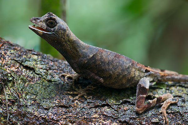 Blue-lipped Forest Anole (Anolis bombiceps)