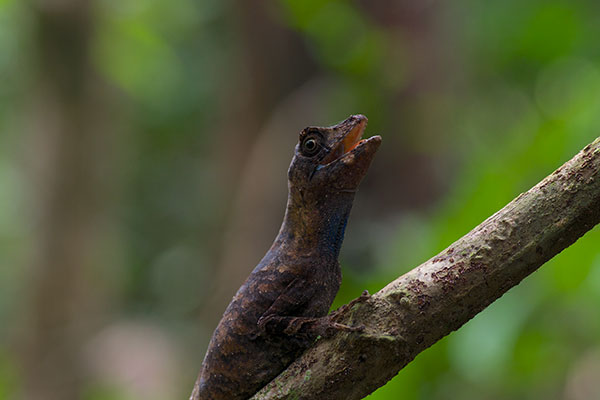 Blue-lipped Forest Anole (Anolis bombiceps)