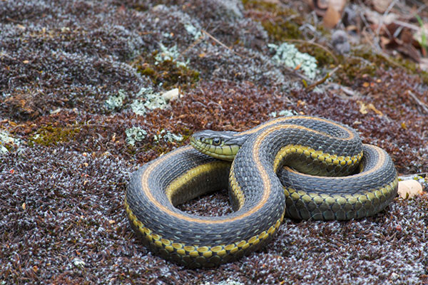 Diablo Range Gartersnake (Thamnophis atratus zaxanthus)