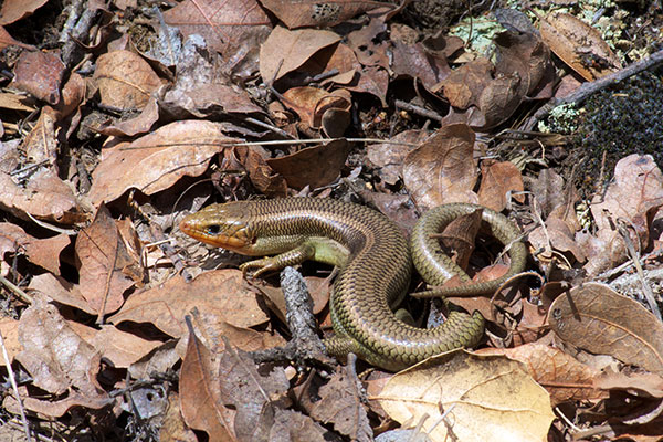 Skilton’s Skink (Plestiodon skiltonianus skiltonianus)