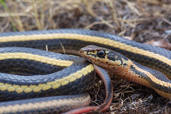 Alameda Striped Racer (Masticophis lateralis euryxanthus)