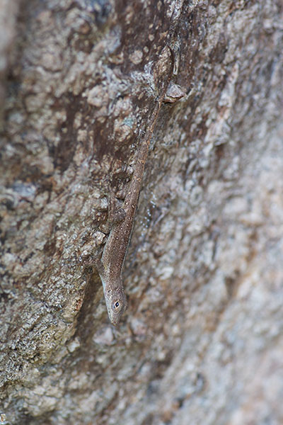 Puerto Rican Crested Anole (Anolis cristatellus cristatellus)