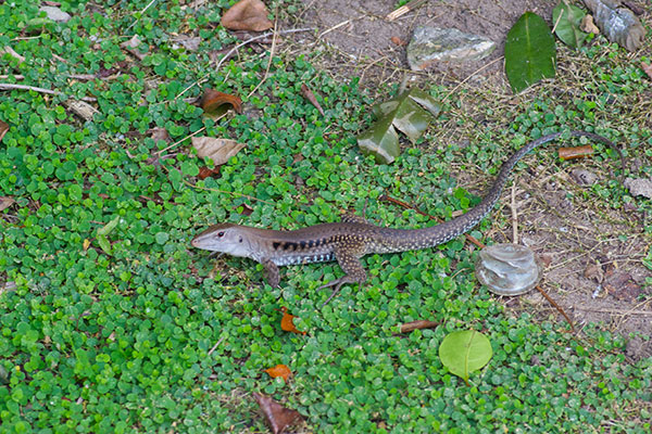 Puerto Rican Giant Ameiva (Pholidoscelis exsul exsul)