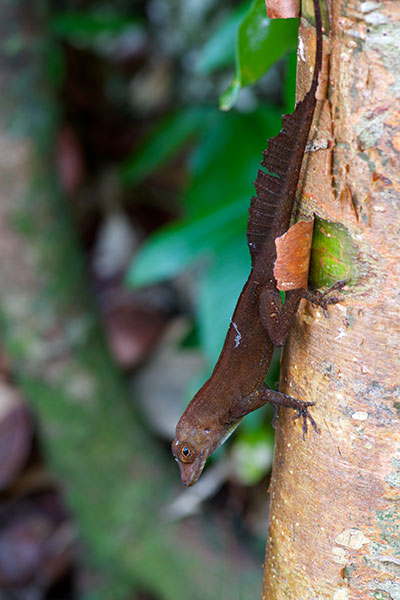 Puerto Rican Crested Anole (Anolis cristatellus cristatellus)