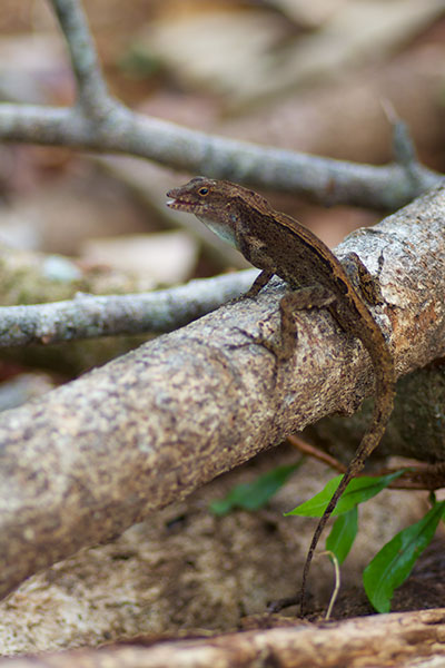 Puerto Rican Crested Anole (Anolis cristatellus cristatellus)