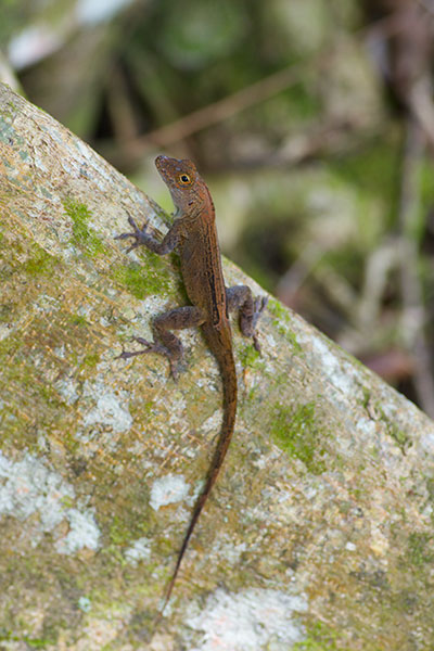 Puerto Rican Crested Anole (Anolis cristatellus cristatellus)