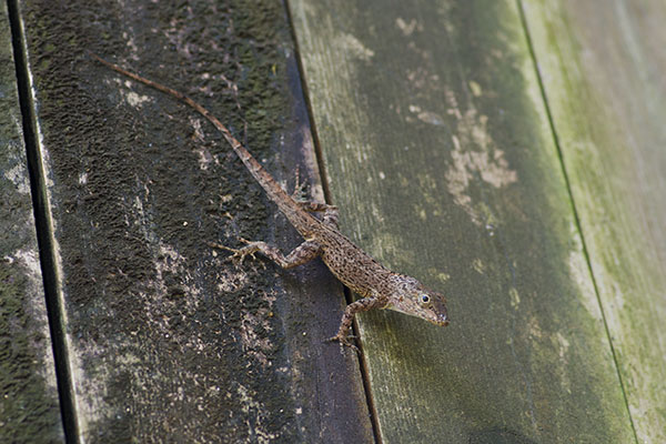 Puerto Rican Crested Anole (Anolis cristatellus cristatellus)