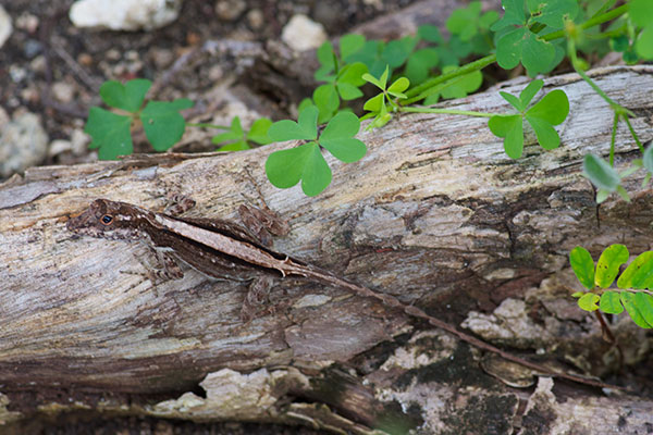 Puerto Rican Crested Anole (Anolis cristatellus cristatellus)