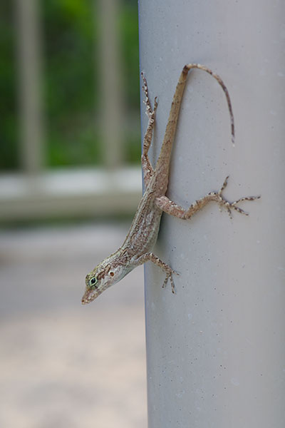 Puerto Rican Crested Anole (Anolis cristatellus cristatellus)