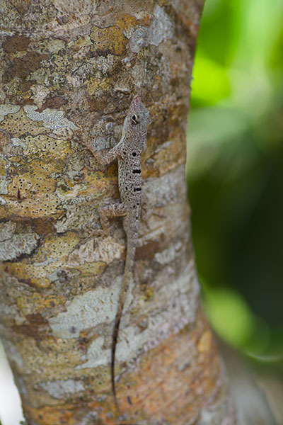 Puerto Rican Spotted Anole (Anolis stratulus)