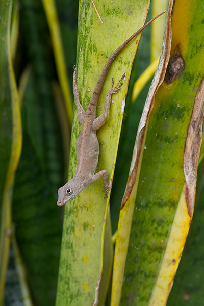 Puerto Rican Crested Anole (Anolis cristatellus cristatellus)