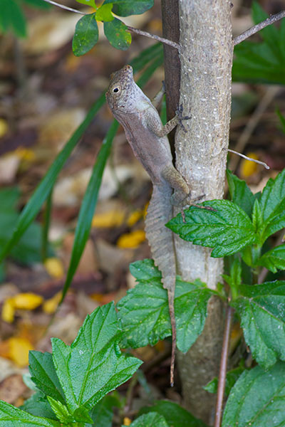 Eastern Crested Anole (Anolis cristatellus wileyae)