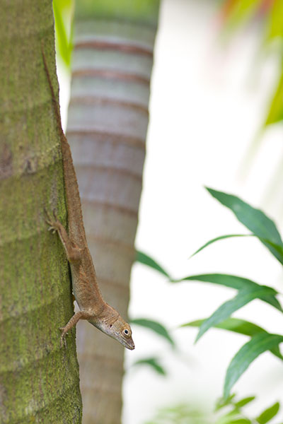 Eastern Crested Anole (Anolis cristatellus wileyae)