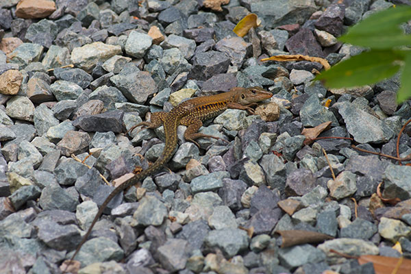 Puerto Rican Giant Ameiva (Pholidoscelis exsul exsul)