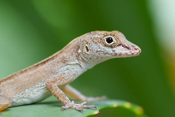 Eastern Crested Anole (Anolis cristatellus wileyae)