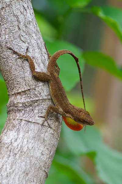 Eastern Crested Anole (Anolis cristatellus wileyae)