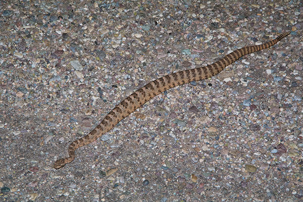 Tiger Rattlesnake (Crotalus tigris)