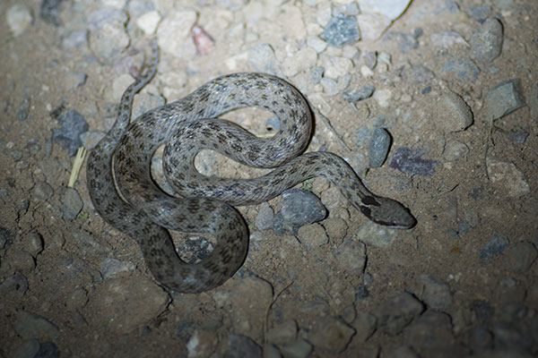 Sonoran Nightsnake (Hypsiglena chlorophaea chlorophaea)