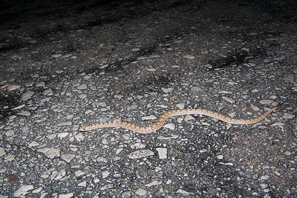 Spotted Leaf-nosed Snake (Phyllorhynchus decurtatus)