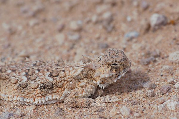 Goode’s Horned Lizard (Phrynosoma goodei)