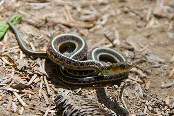 Red-spotted Gartersnake (Thamnophis sirtalis concinnus)