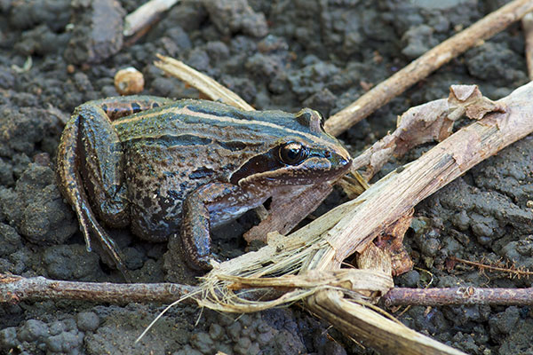 Striped Marsh Frog (Limnodynastes peronii)