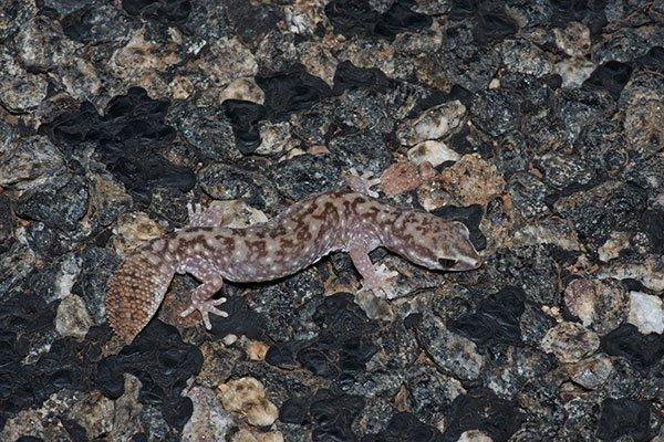 Variable Fat-tailed Gecko (Diplodactylus conspicillatus)