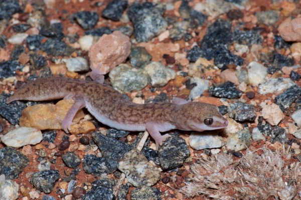 Desert Fat-tailed Gecko (Diplodactylus laevis)