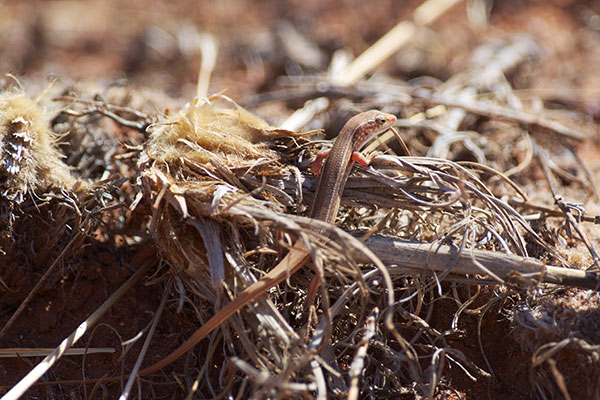 Common Desert Ctenotus (Ctenotus leonhardii)
